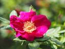 Rote Hannover rose photo