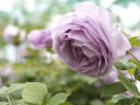 Shinoburedo rose photo