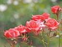 Coral Leaf rose photo