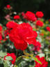 Stadt Eltville rose photo