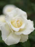 Fountain Square rose photo