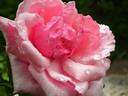 Duchesse d'Albe rose photo