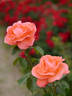 Baronne de Nervo rose photo