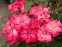 Christine Gandy rose photo