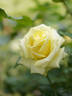 Hoshi Tsuki Yo rose photo