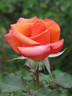 Tina Turner rose photo