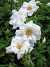 Pristine Pavement rose photo