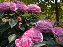 Bessie Johnson rose photo