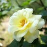 Golden King rose photo