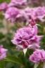 Purple Rain rose photo