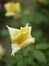Golden Emblem rose photo