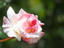 Bloomin' Pretty rose photo