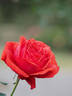 Avô Alfredo rose photo