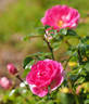 Happy Trails rose photo
