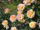 Heart of Gold rose photo