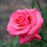 Aladdin's Dream rose photo