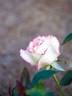 Miwaku rose photo