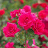 Adolf Grille rose photo