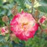 Sunday Brunch rose photo