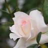 Milky Way rose photo