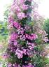 Hikomachi rose photo