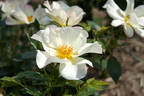 Laura Alexander rose photo