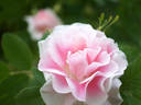 Dr. F.L. Skinner rose photo