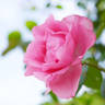 Shugyoku rose photo