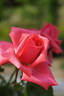 Angel Face, Cl. rose photo
