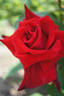 Rose Osaka rose photo