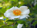 <i>Rosa onoei</i> var. <i>oligantha</i> H. Ohba rose photo