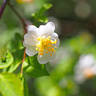 <i>Rosa onoei</i> var. <i>hakonensis</i> H.Ohba rose photo