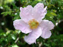 <i>Rosa</i> X <i>micrugosa</i> rose photo