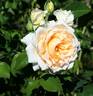 Dunn Deal rose photo