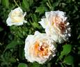 Dunn Deal rose photo