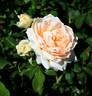 Dunn Deal rose photo