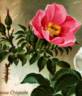 Crispata rose photo