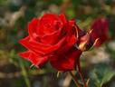 Matador rose photo