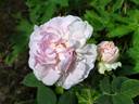 N. J. Kičunov rose photo