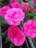 Sunday China rose photo