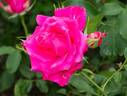 Sumhole rose photo
