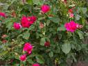 Sumhole rose photo