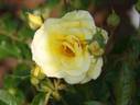 Citronelle rose photo