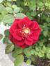 Kiss Kordana ™ rose photo