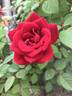 Kiss Kordana ™ rose photo