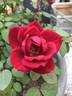 Kiss Kordana ™ rose photo