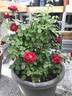 Kiss Kordana ™ rose photo