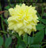 Polly Sunshine rose photo