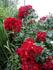 Royal Bassino ® rose photo