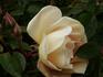 Twilight Mist rose photo